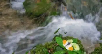 a flower on a rock in front of a river