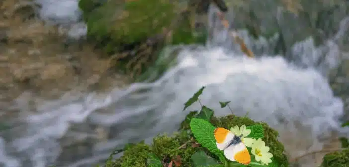 a flower on a rock in front of a river