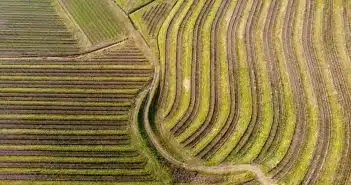 aerial view of green field