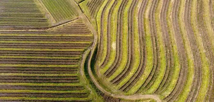 aerial view of green field