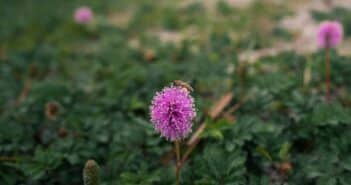 Comment tailler un mimosa après la floraison : un guide pas à pas