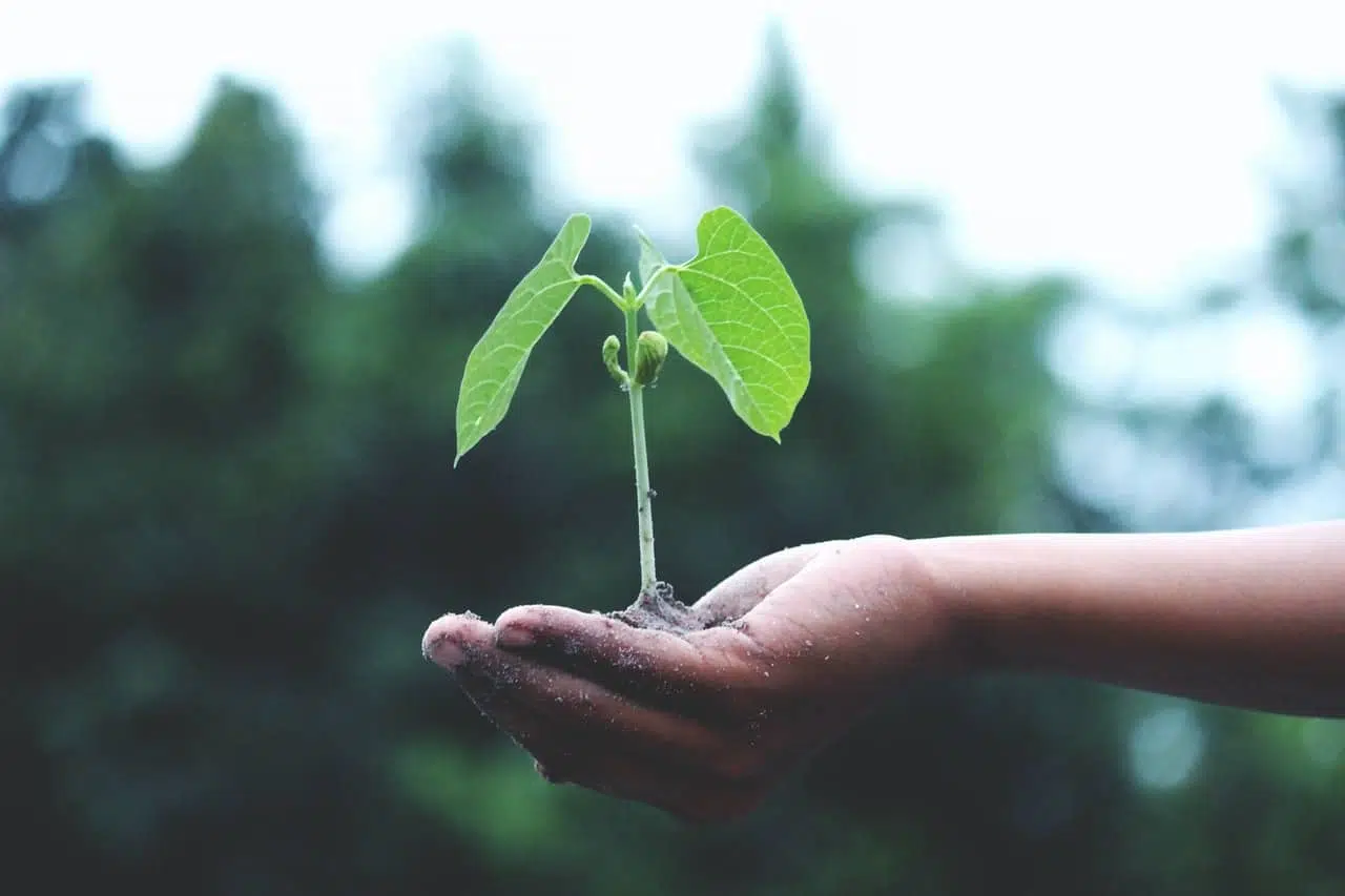 lead nurturing