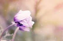 Pour quelles occasions offrir un bouquet de fleurs exotiques ?