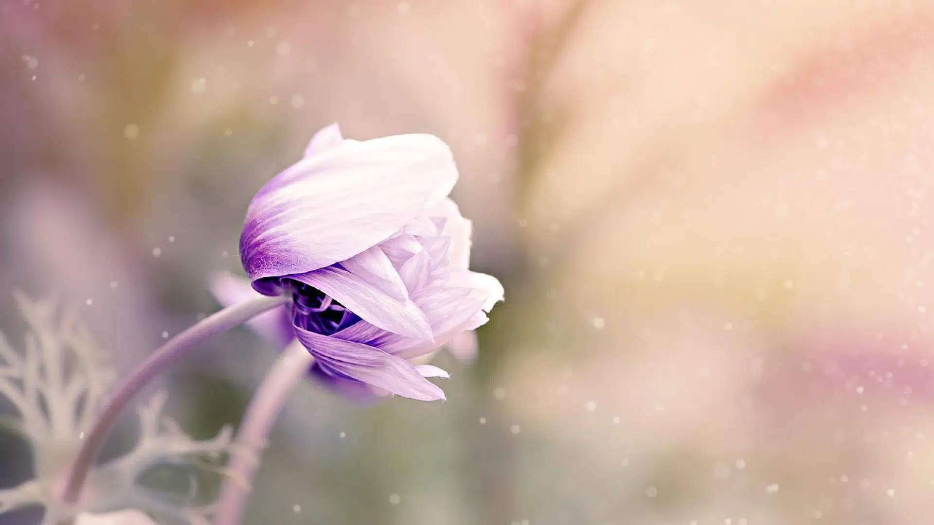 Pour quelles occasions offrir un bouquet de fleurs exotiques ?